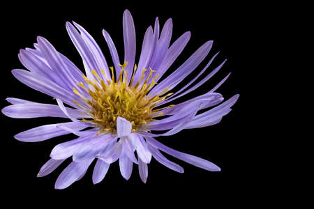 Alpine aster flower. Black isolated background. Close-up. Macro shooting. Concept for printing and designの写真素材