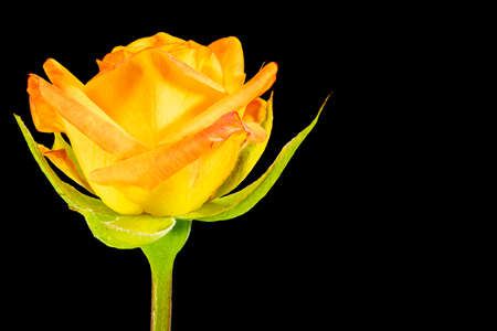 Yellow rose flower. Black isolated background. Close-up. Macro shooting. Concept for printing and designの写真素材