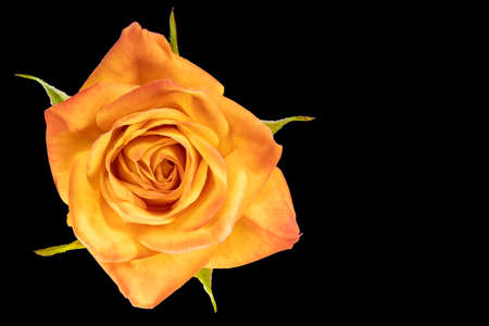 Yellow rose flower. Black isolated background. Close-up. Macro shooting. Concept for printing and designの写真素材