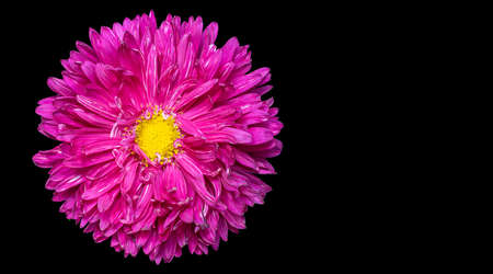 Chrysanthemum flower. Autumn flowers. Isolated background. Close-up. High-resolution macro photography. Full depth of field. Print and design concept.の写真素材