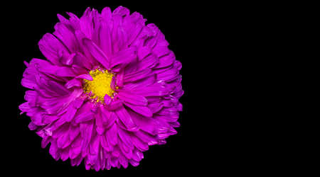 Chrysanthemum flower. Autumn flowers. Isolated background. Close-up. High-resolution macro photography. Full depth of field. Print and design concept.の写真素材