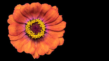 Zinnia flower. Autumn flowers. Isolated background. Close-up. High-resolution macro photography. Full depth of field. Print and design conceptの写真素材