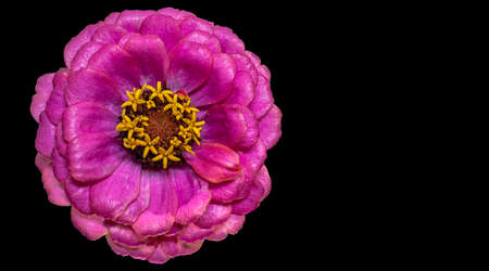 Zinnia flower. Autumn flowers. Isolated background. Close-up. High-resolution macro photography. Full depth of field. Print and design conceptの写真素材