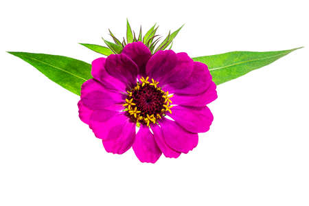 Zinnia flower. Autumn flowers. Isolated background. Close-up. High-resolution macro photography. Full depth of field. Print and design conceptの写真素材