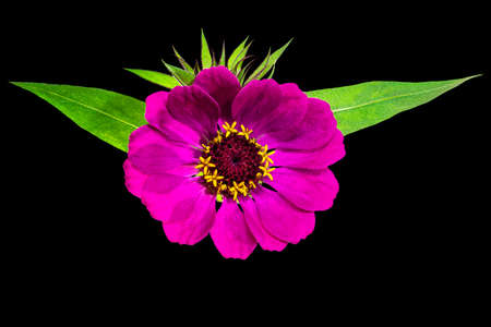 Zinnia flower. Autumn flowers. Isolated background. Close-up. High-resolution macro photography. Full depth of field. Print and design conceptの写真素材