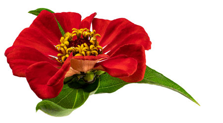 Zinnia flower. Autumn flowers. Isolated background. Close-up. High-resolution macro photography. Full depth of field. Print and design conceptの写真素材