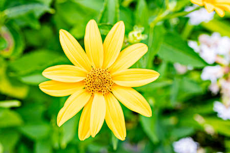 Yellow chrysanthemum shrub in the summer garden. Blurred green background. Close-up.
