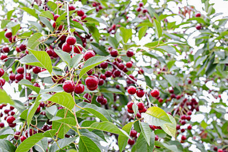Ripe cherry on a tree in a summer garden. Natural vitamins. Blurred green background. Close-up.