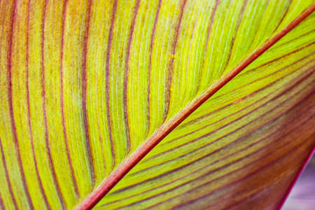 A leaf of a tree with veins. Macro shooting. Natural natural background. Concept for design....