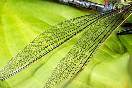 Dragonfly. Macro shooting. Close-up. Parts of the insect in magnification. Macro world