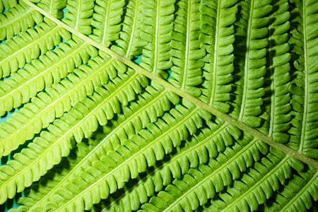 Young green leaves of fern. Natural natural background.