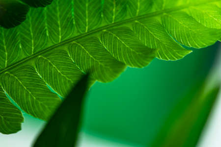 Young green leaves of fern. Natural natural background.の写真素材