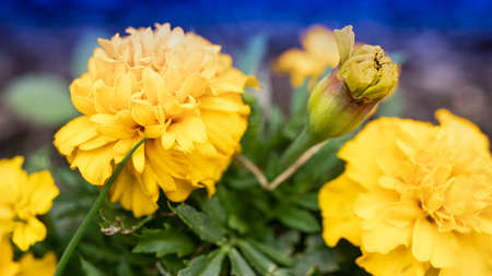 Marigolds are small-flowered. Summer garden. Close-up. Natural natural background.