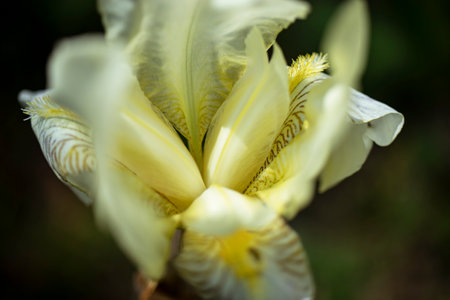 Delicate iris flowers. Close-up. Natural natural background. Macro shooting.
