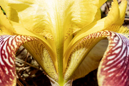 Delicate iris flowers. Close-up. Natural natural background. Macro shooting.