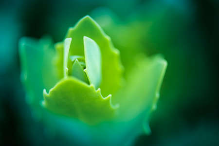 Background from delicate light green leaves. Blurred background. Bokeh Natural natural background.