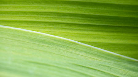 Background from bright green leaves. Close-up. Natural texture. Natural background.の写真素材