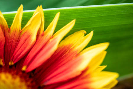 Gaillardia pulchella. Bright summer flowers on green leaves. Close-up. Macro shooting. Natural natural background.の写真素材