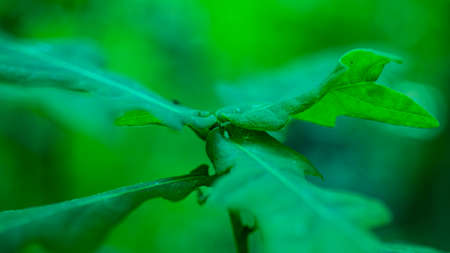 Young oak leaves. Macro shooting. Wild forest nature.