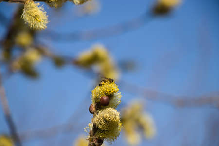 Springtime gentle background with blooming willow. Easter.