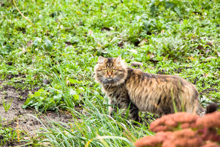 An image of a large fluffy multicolored cat. The animal lies in a thick tall green grass. Pet.