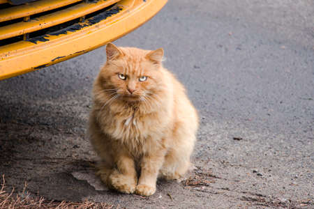 Very serious red cat near the red bumper of the car.の写真素材