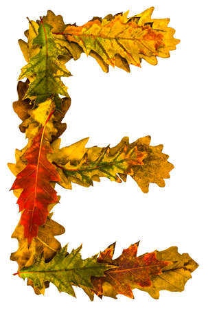 Letter. Text made by autumn leaves. English alphabet. Oak foxes. Natural colors. Natural nature shot. Autumn design.の写真素材