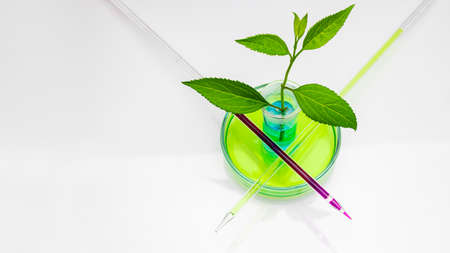 Glass petri dish in which a flask with blue liquid and young plant sprouts with measuring tubes on a white background. Biotechnology research concept. Natural natural oils. Close-up. copy spaceの写真素材