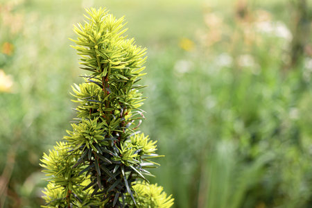 A branch of a young spruce on a blurred background. The growth of a coniferous tree. Nature