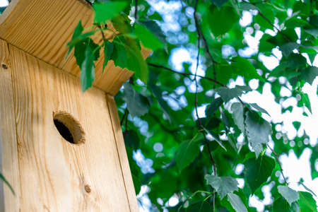 Birdhouse on a tree close-up. Caring for birds and the environment. Bird feeders. Support for birds...