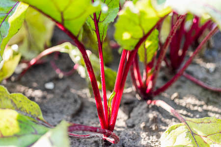 Beets in the garden. Spicy vegetables on the farm. Growing natural beets in natural conditions...
