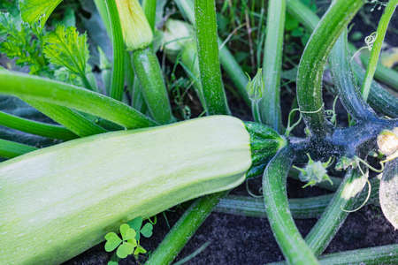 Garden zucchini on the bush. Spicy vegetables on the farm. Growing natural zucchini in natural conditions without pescides. Non-GMO products. Selective focusの写真素材