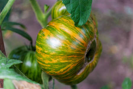 Striped tomatoes Green Zebra growing on branch, fresh tomatoes grow in a greenhouse, close-upの写真素材