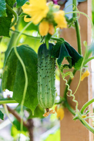 Young cucumbers in the garden close-up. Farming. Growing natural vegetablesの写真素材