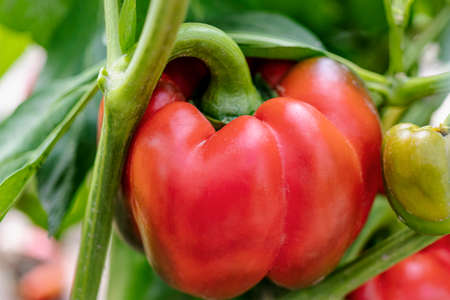 Red bell pepper on a bush in a greenhouse. Growing natural vegetables on the farm