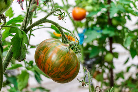 Striped tomatoes Green Zebra growing on branch, fresh tomatoes grow in a greenhouse, close-upの写真素材