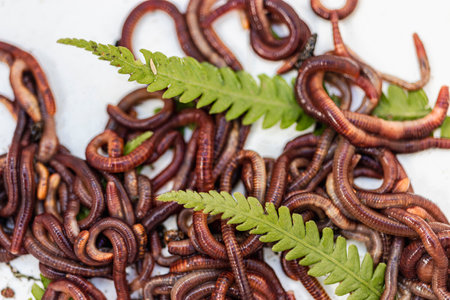 Breeding red worms Dendrobena. Fertile soil. Natural soil improvement. Fishing wormsの写真素材