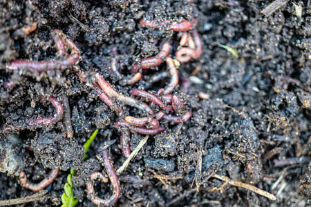 Breeding red worms Dendrobena. Fertile soil. Natural soil improvement. Fishing wormsの写真素材