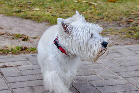 West Highland White Terrier. Dog on a walk in the park.の写真素材
