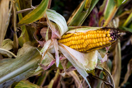 Ripe corn on the cob. Field of corn. Summer landscape. Agriculture concept. Corn ready for harvest.の写真素材