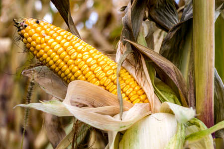 Ripe corn on the cob. Field of corn. Summer landscape. Agriculture concept. Corn ready for harvest.