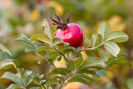 Rosehip. The fruits of a wild rose. Unique content of vitamins and nutrients. Fragrant tea and cold medicine.の写真素材