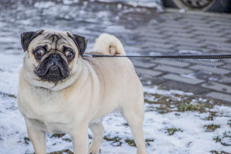 French bulldog on the lawn with the first snow. Favorite pet. Puppy joy.の写真素材