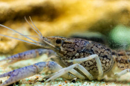 View of the Australian Blue Crayfish Cherax quadricarinatus in the aquarium tank. Known as Blue Pear...