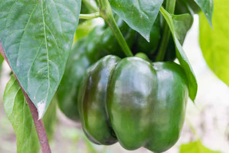Green bell pepper on a bush in a greenhouse. Growing natural vegetables on the farmの写真素材