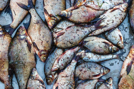 Large catch of river fish. lucky catch. River fish pike, roach, bream lie on the ground. large fresh...