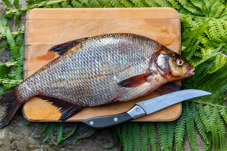 Big fresh bream. Freshly caught river fish. A man cleans the fish from scales. Fishing for spinning...