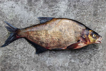 Big fresh bream. Freshly caught river fish. Large tasty fish close-upの写真素材