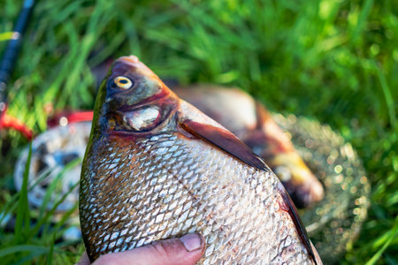 Big fresh bream. Freshly caught river fish. Large tasty fish close-up. Fishing for spinning and...
