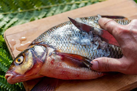 Big fresh bream. Freshly caught river fish. A man cleans the fish from scales. Fishing for spinning and feeder. Preparing fish for cookingの写真素材